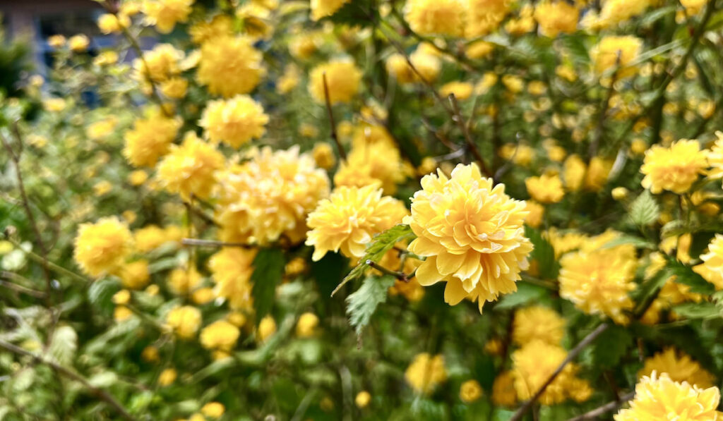 Yellow Kerria japonica pleniflora flowers in spring
