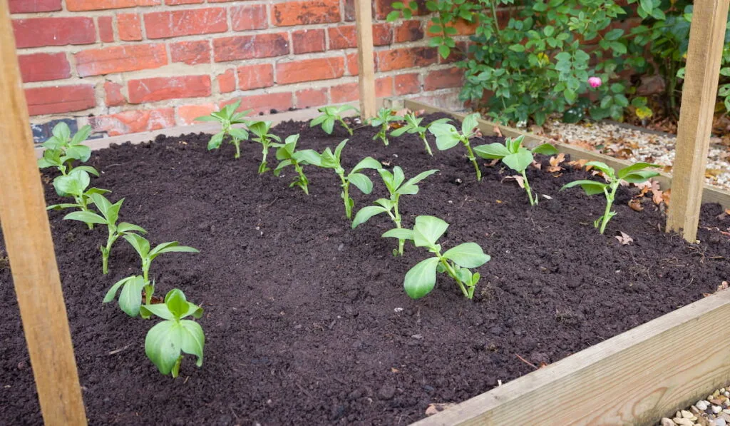 Young broad bean (fava bean) plants growing in a raised vegetable bed 