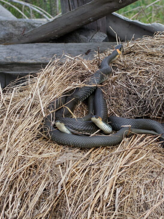 three snakes in a haystack as their habitat