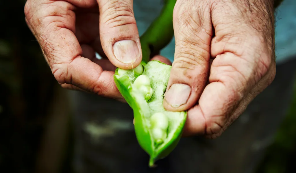 A gardener holding and prising open a bean pod to show fresh green broad beans.
