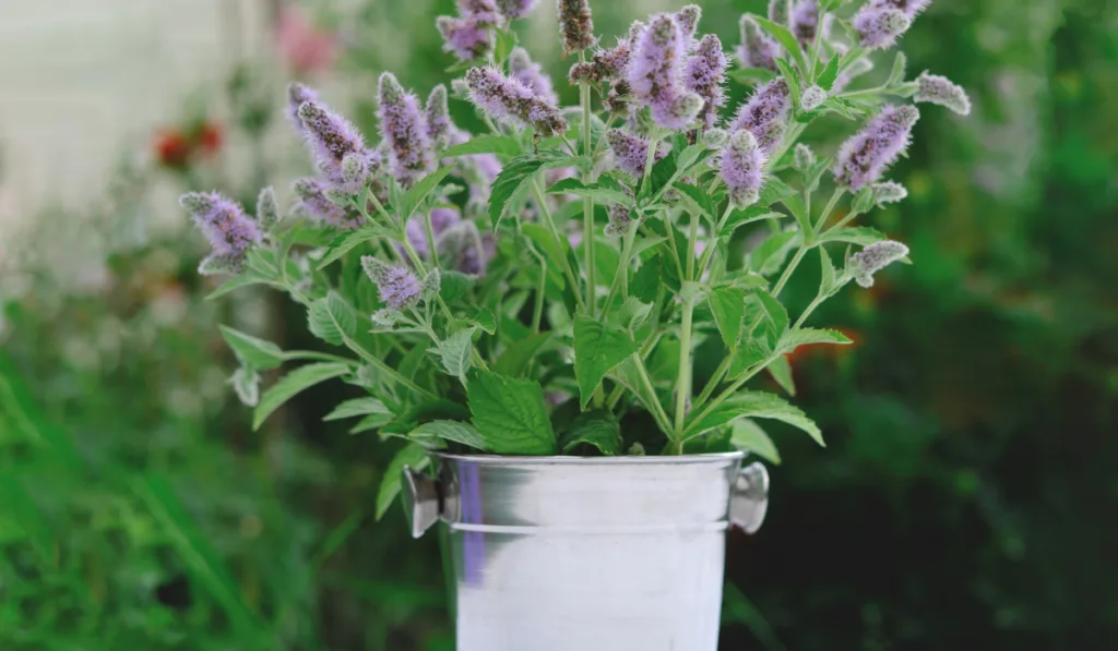 catmint or catnip flowers in bucket on a white garden table.
