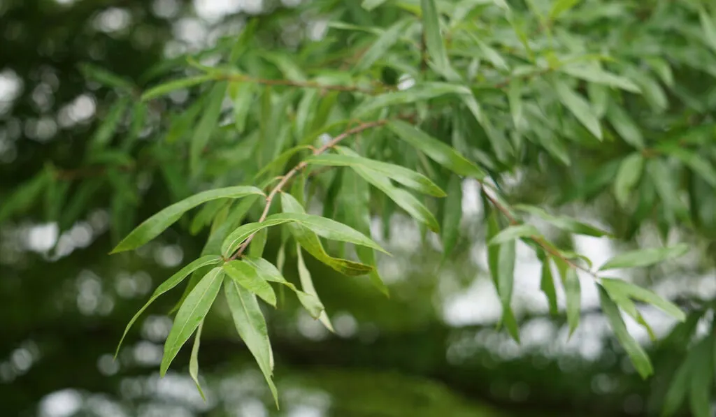 close-up of the leaves on a willow oak branch