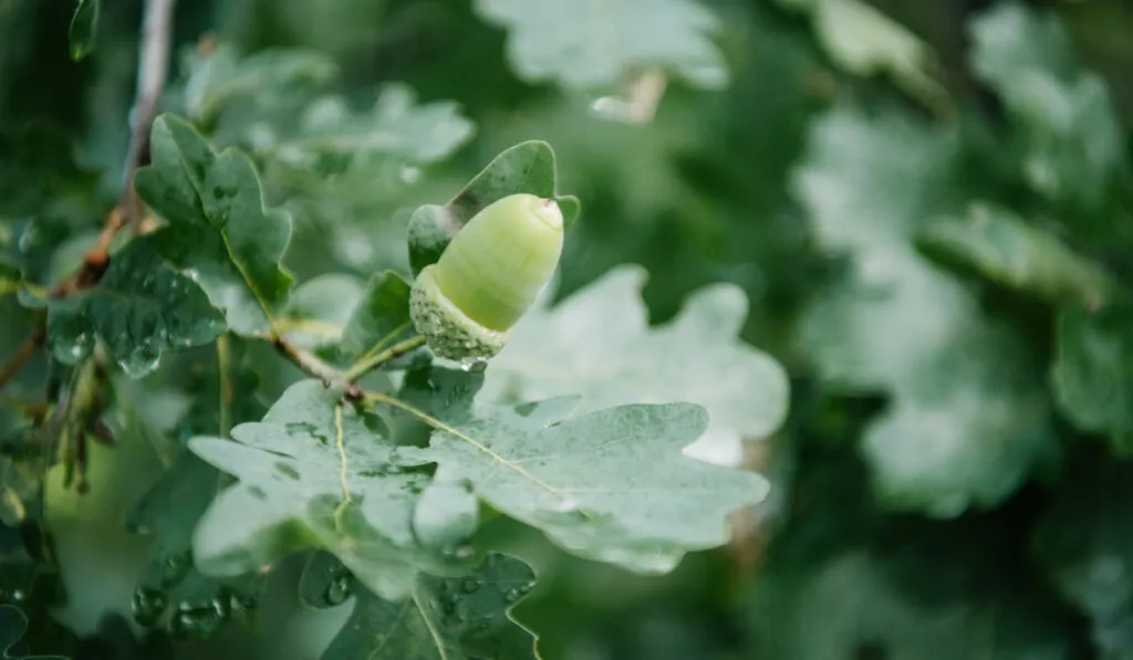 close-up shot of acorn growing on oak tree
