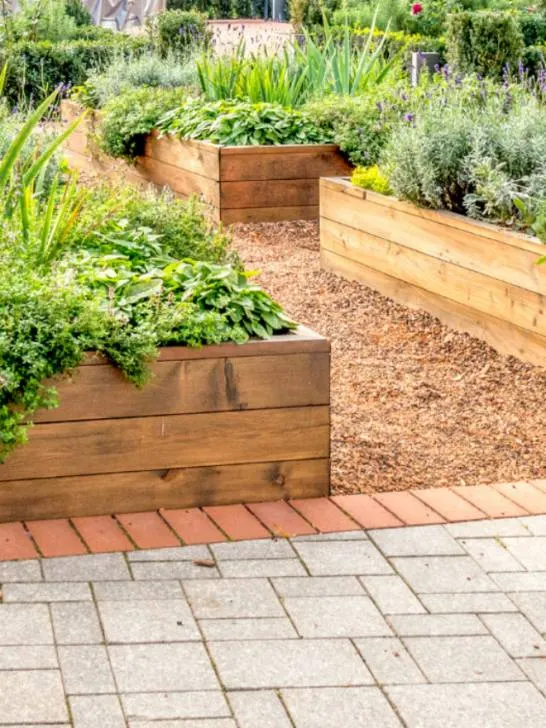 Raised beds - ss220816