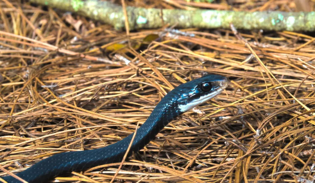 image of a Southern Black Snake in a wet pine straw