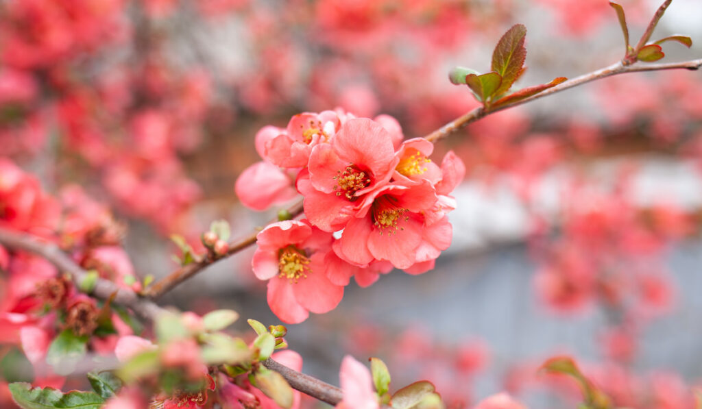 japanese quince chaenomeles japonica branches with beautiful flowers 