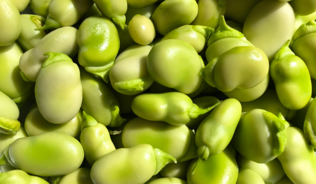 close up image of organic broad beans