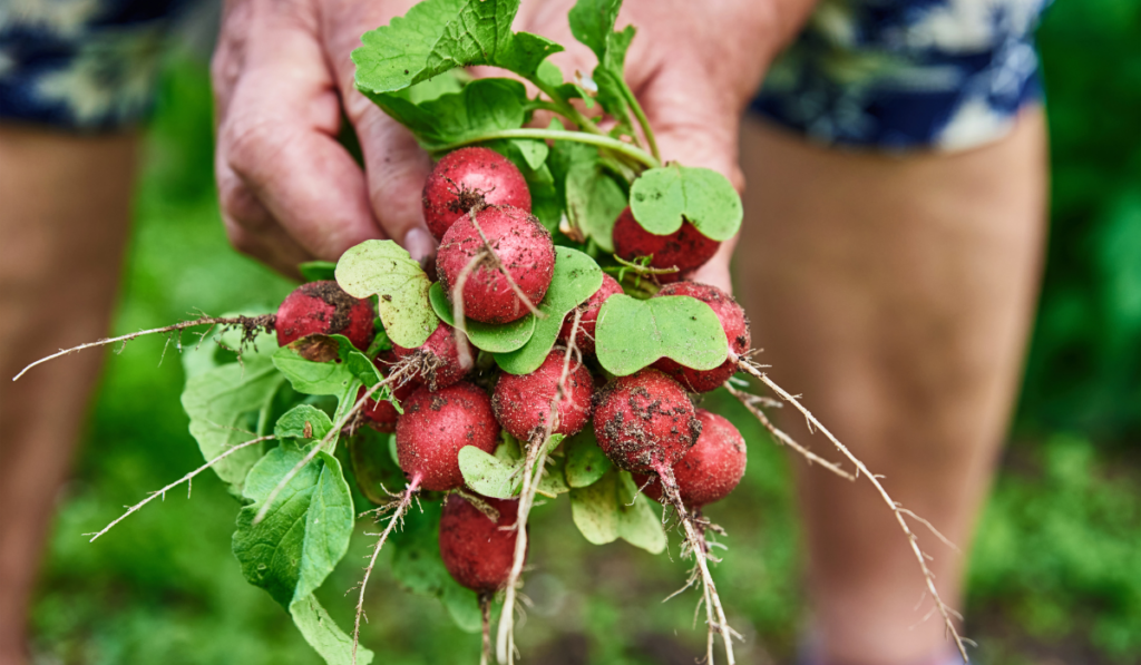 Fresh organic radish harvest in woman hands
