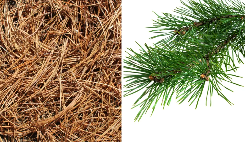 side by side picture of pine straw and pine needle