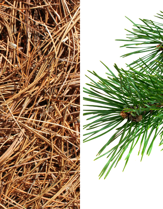 pine-straw-and-pine-needle