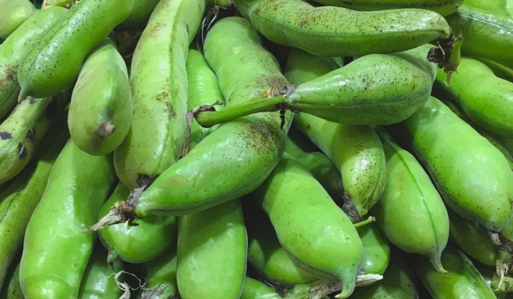 Fresh and delicious, raw fava bean pods for sale.
