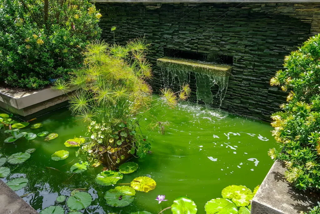various plants and surface water decoration with lotus leaves and background is Overflow Wall at Pond Building 