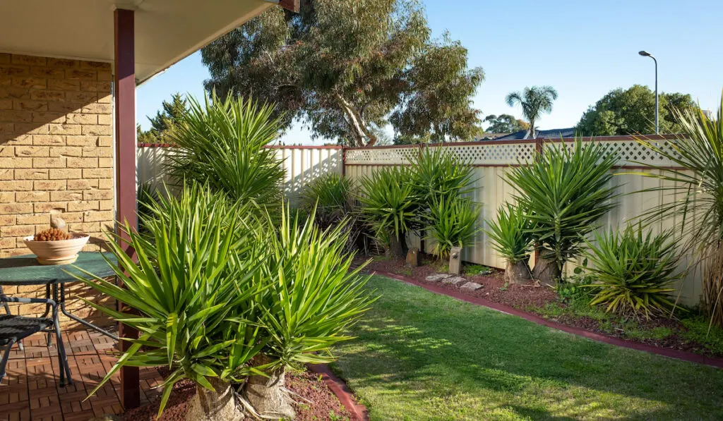 A typical front yard garden of Australian homes with low maintenance Yucca trees and panel fencing.
