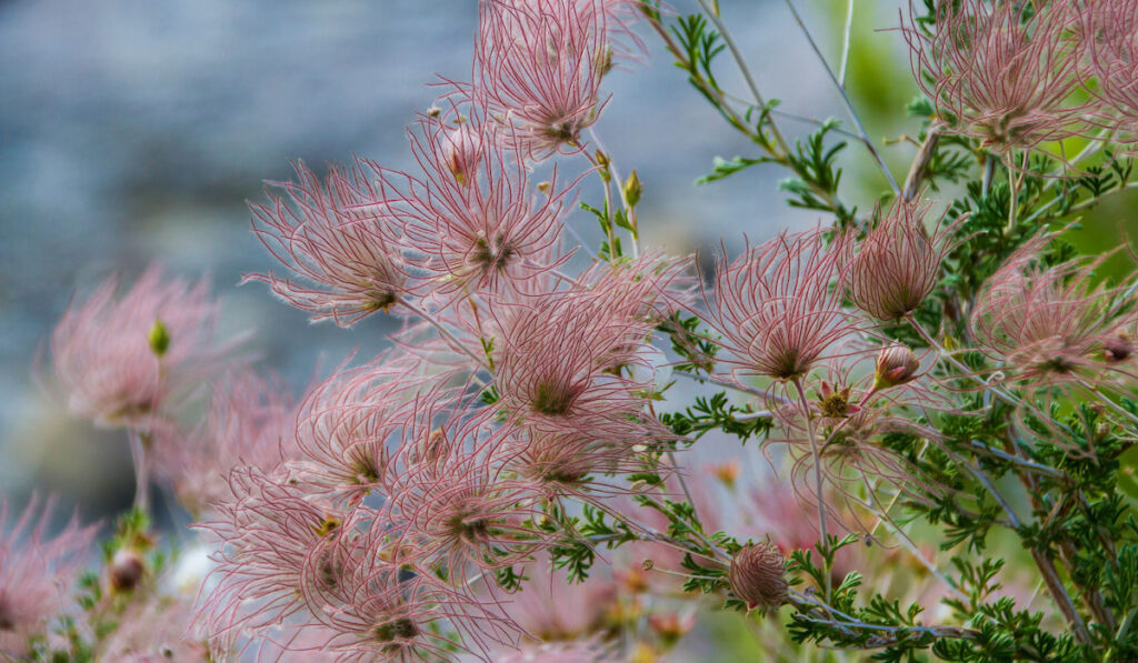 Apache Plume wildflower, pink blossoms
