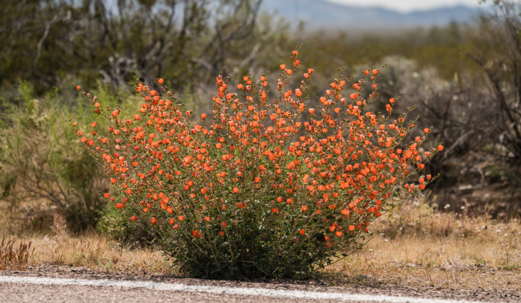 Apricot mallow growing in Mojave Desert by road
