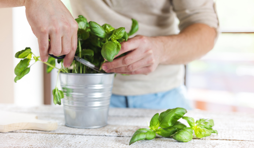 Man cutting basil leaves on a white wooden kitchen table

