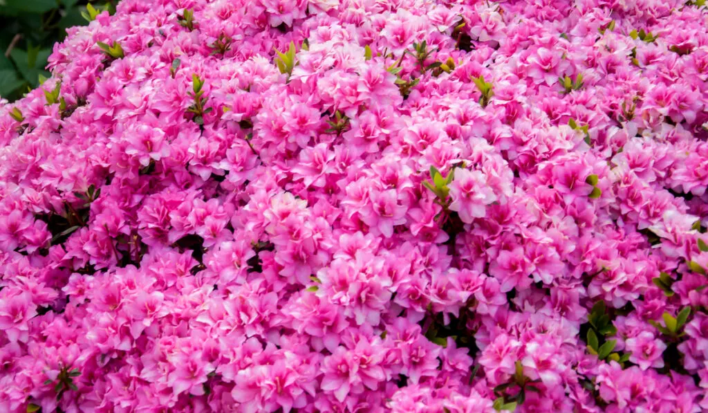 Beautiful blooming pink Azalea - flowering shrubs in the garden