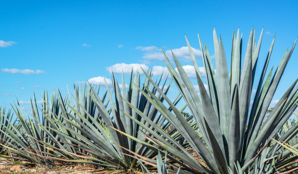 Blue Agave Plants in Mexico against a beautiful blue sky