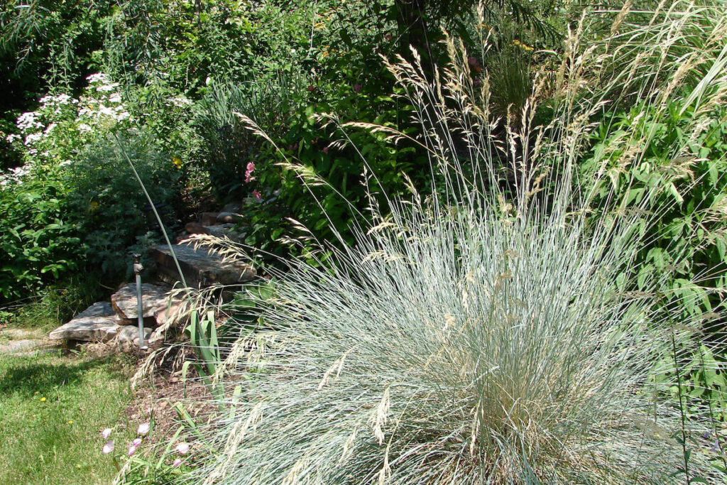 Blue Avena Grass or Helictotrichon sempervirens in the garden