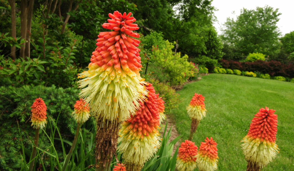 Bright orange and yellow Red Hot Poker flowers (kniphofia) in garden landscape, also called torch lilies