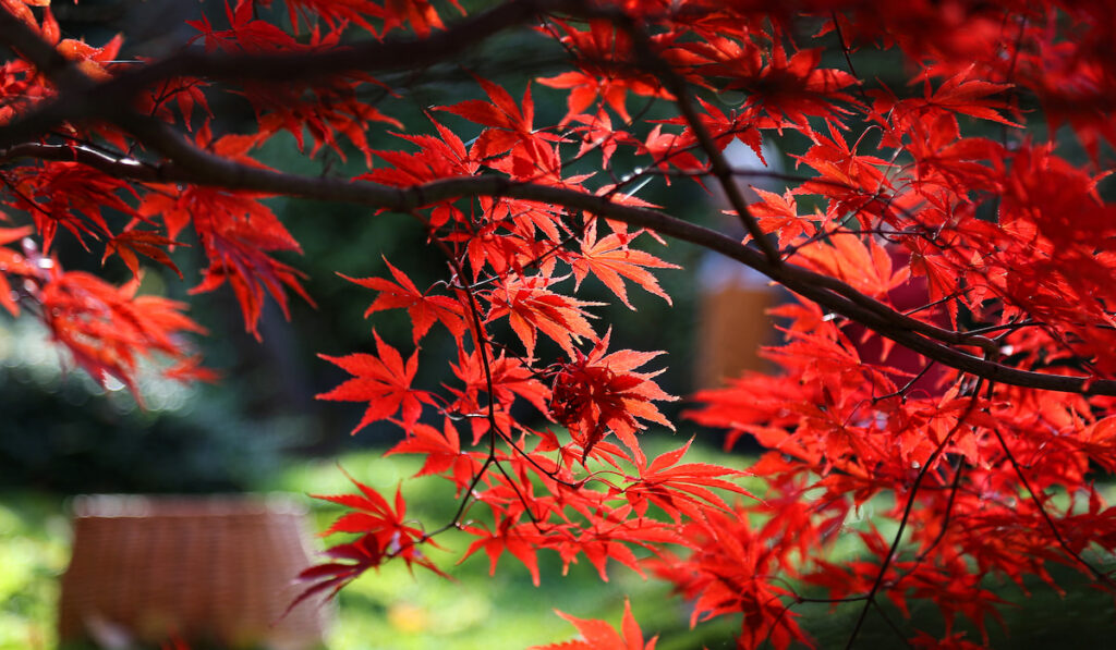 Bright red branches of Japanese maple or Acer palmatum
