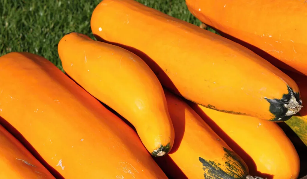 Closeup shot of Gold Rush Squash