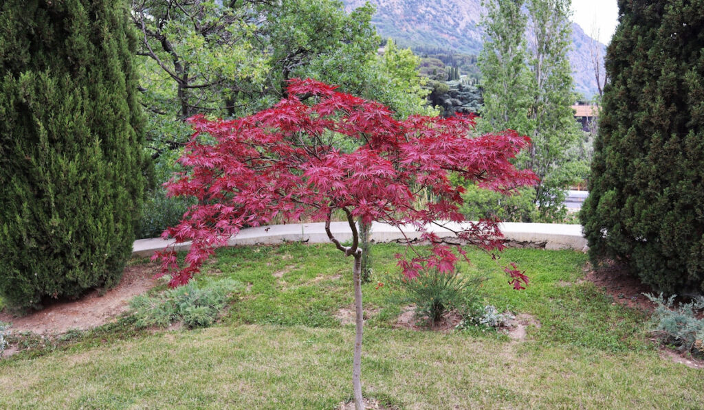 Decorative tree of Garnet Maple or Acer Palmatum Garnet in garden landscape