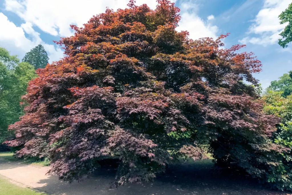 Fagus Sylvatica Purpurea, also known as Copper Beech or Purple Beech Tree