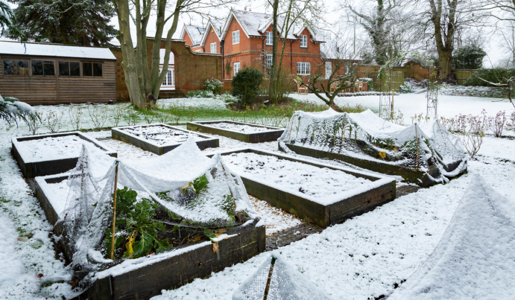 Winter vegetable garden covered in snow with wooden raised beds
