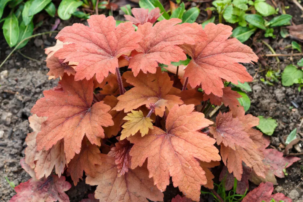 Heuchera or coral bells, plant with beautiful colored leaves in spring garden