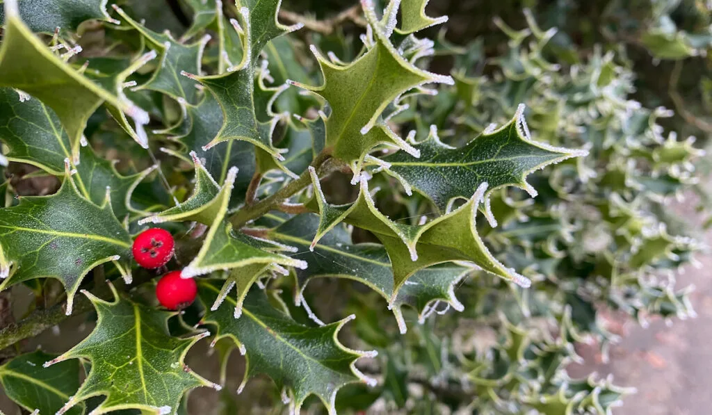Holly bush with frosted leaves and red berries growing above an old stone wall.
