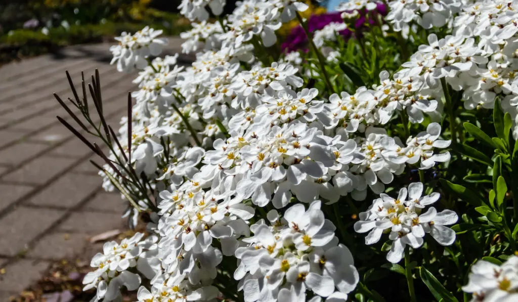 Macro of the low-growing, spreading sub-shrub candytuft in the garden