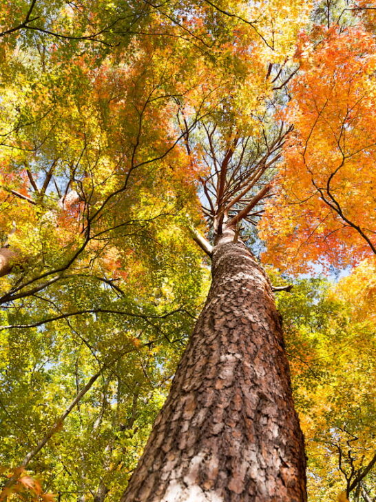Maple-Tree-in-Autumn