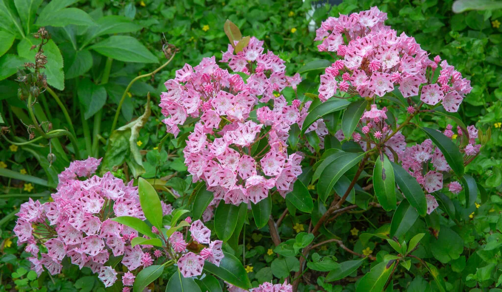 Mountain Laurel or Kalmia latifolia in Full Bloom