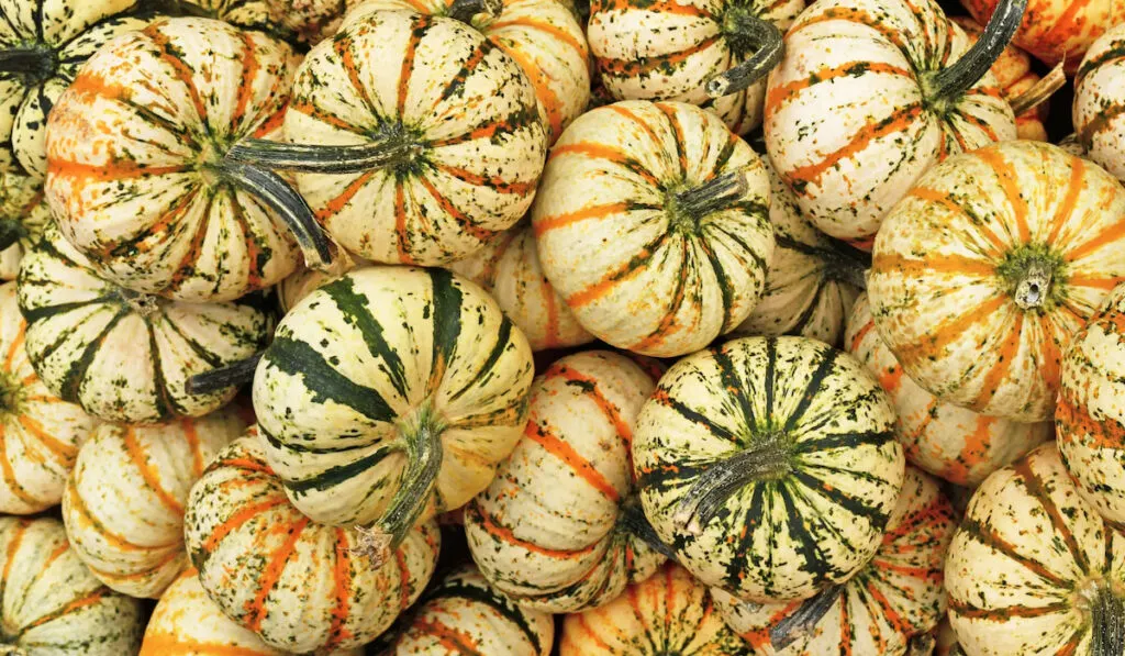 Pile of Carnival Squash with green and yellow stripes