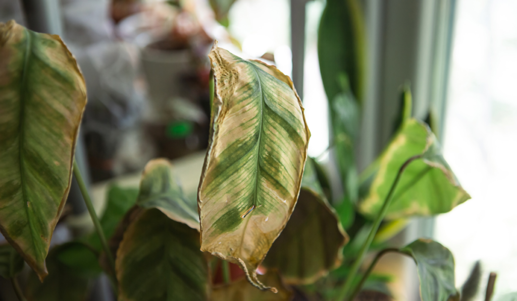 Problems in the cultivation of domestic plants - leaves affected by a spider mite