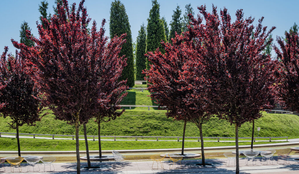 Prunus cerasifera or Purple Leaf Plum Trees in the park