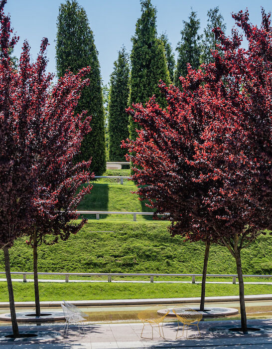 Prunus-cerasifera-or-Purple-Leaf-Plum-Trees-in-the-park