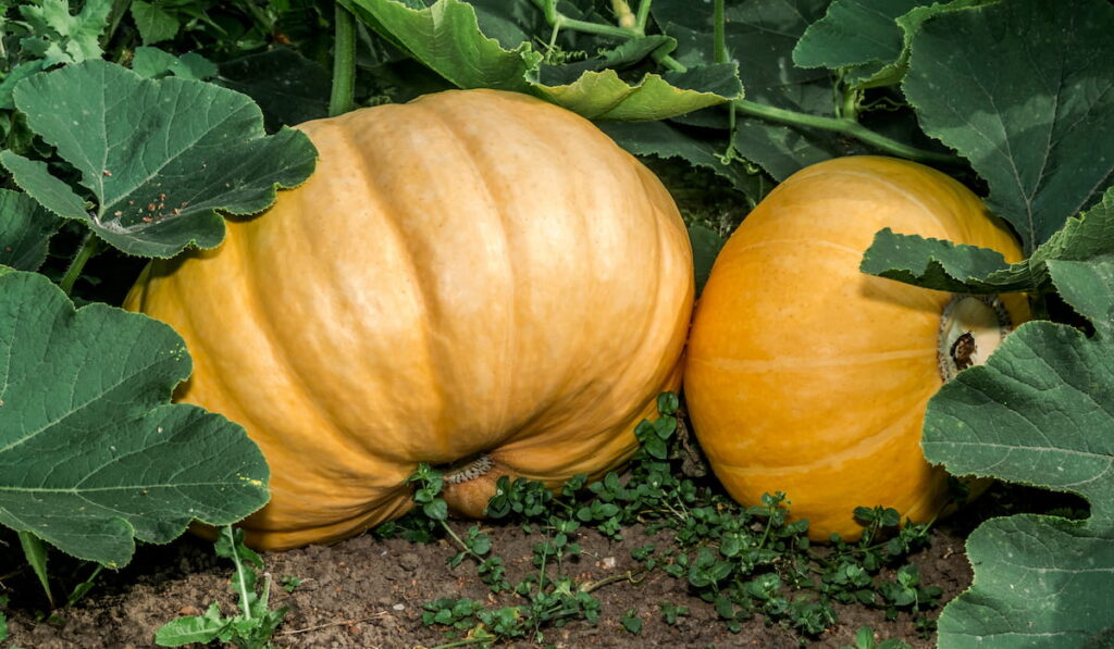 Pumpkin (Cucurbita pepo) in vegetable garden