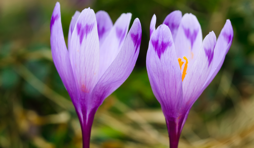 Purple crocus flowers in snow awakening in spring to the warm gold rays of sunlight
