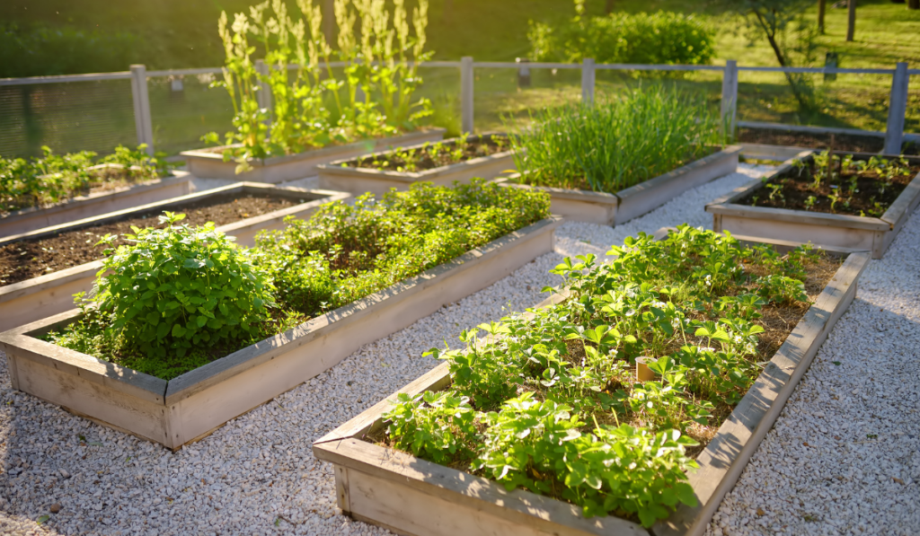 Raised garden beds with plants in vegetable community garden.