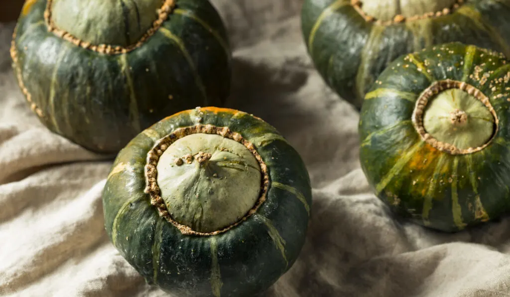 Raw Organic Buttercup Squash on white cloth on the table