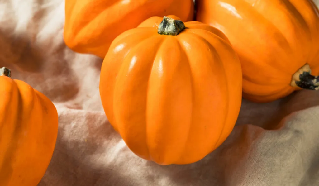 Raw Organic Golden Acorn Squash on a cloth