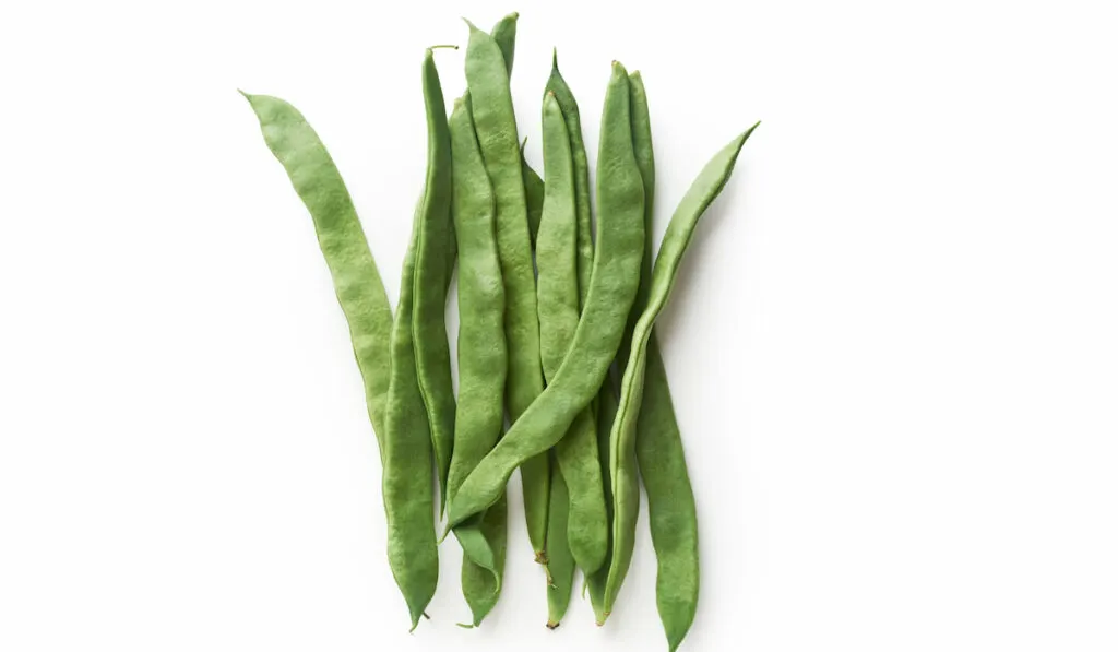 Romano flat green beans on white background top view