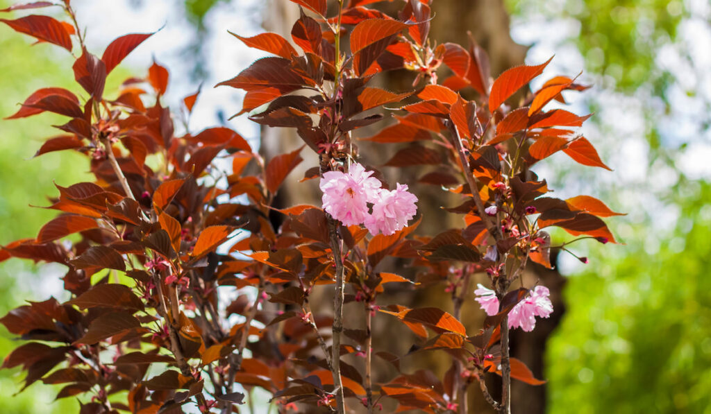 Royal Burgundy Cherry Tree in bloom season or Prunus Serrulata with bloom flowers