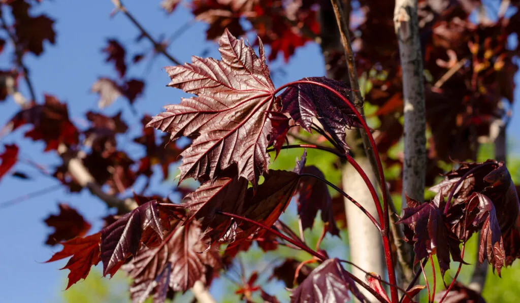 Royal Red maple leaves or Acer platanoides Royal Red Tree