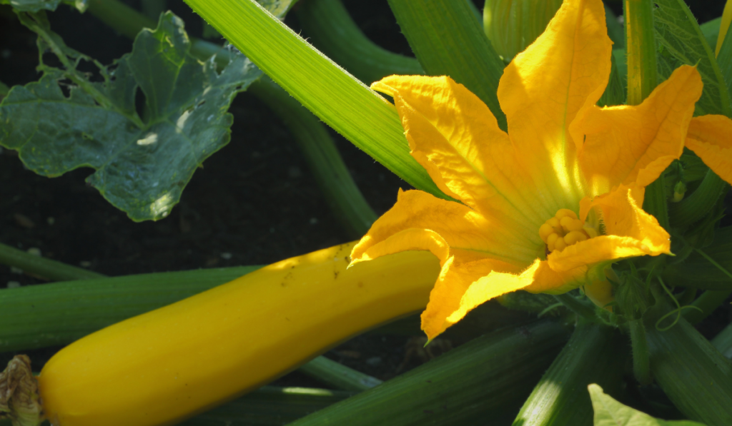 A squash blossom with yellow a squash growing next to it.