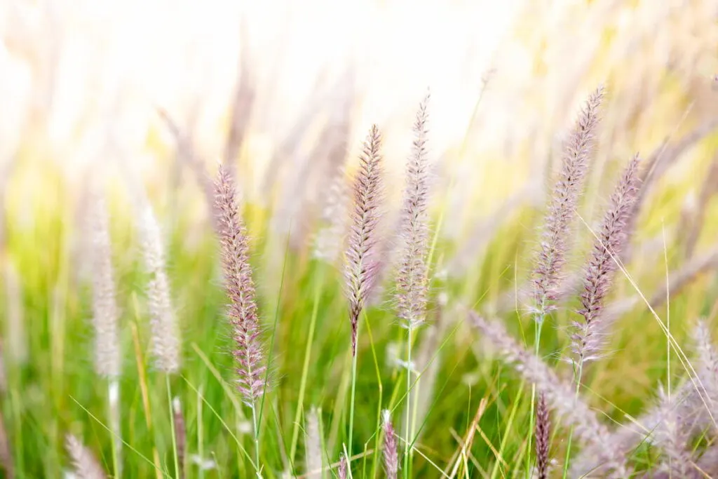 Tall Grass