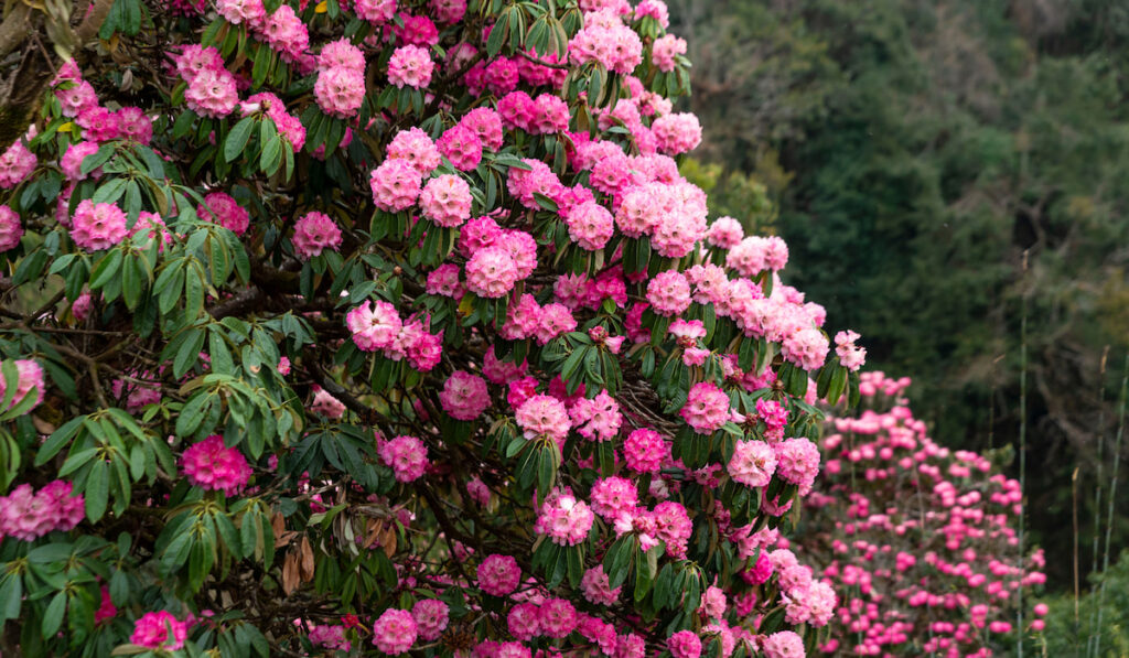 The rhododendron flowering shrubs in the park