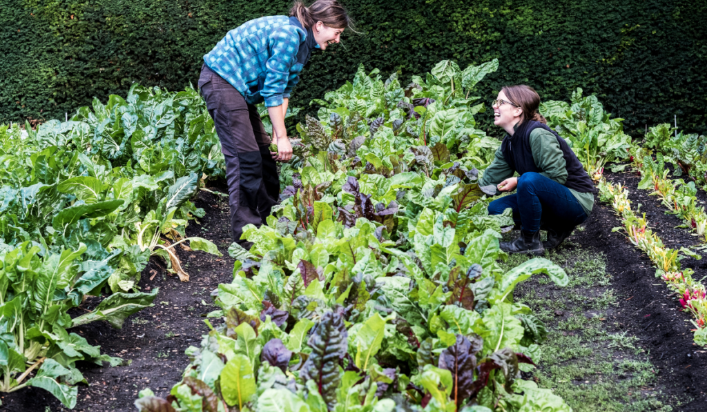 Two female gardeners kneeling in a vegetable bed in a garden, inspecting Swiss chard plants.
